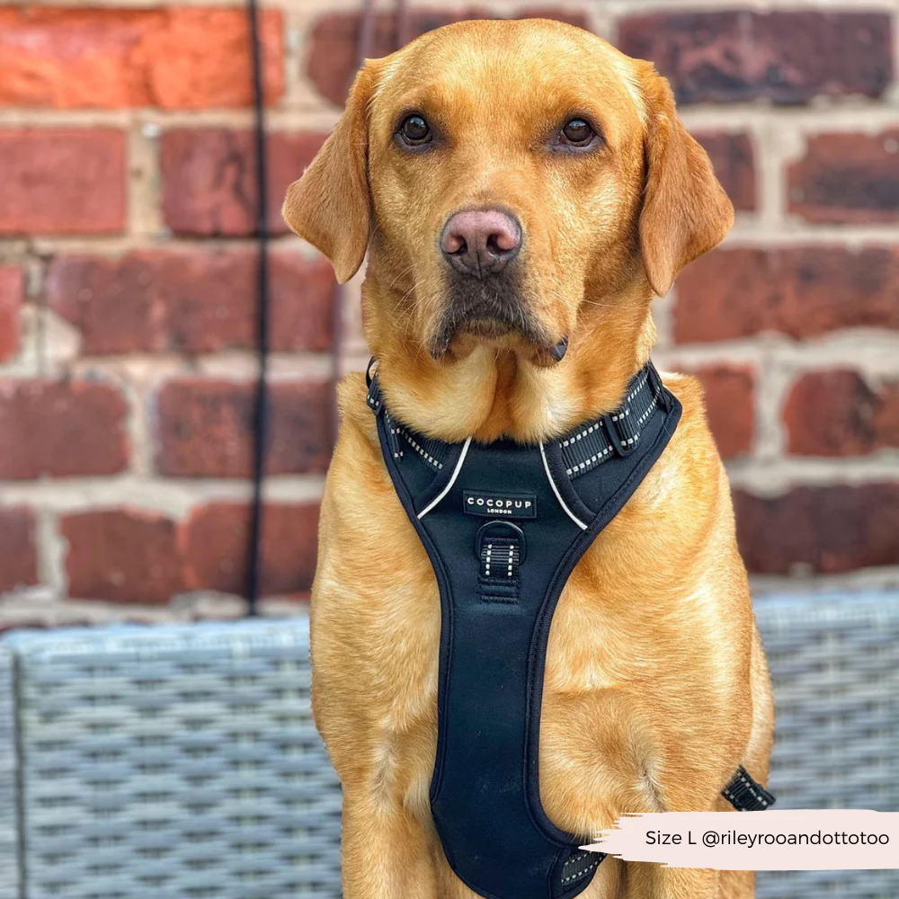 Explore Harness - NAKD Liquorice - Image 12