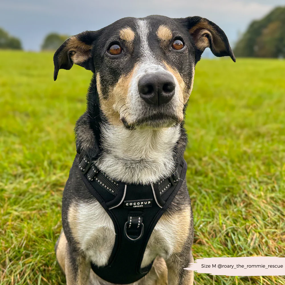 Explore Harness - NAKD Liquorice - Image 5