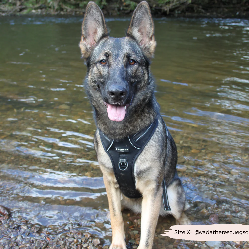 Explore Harness - NAKD Liquorice - Image 7