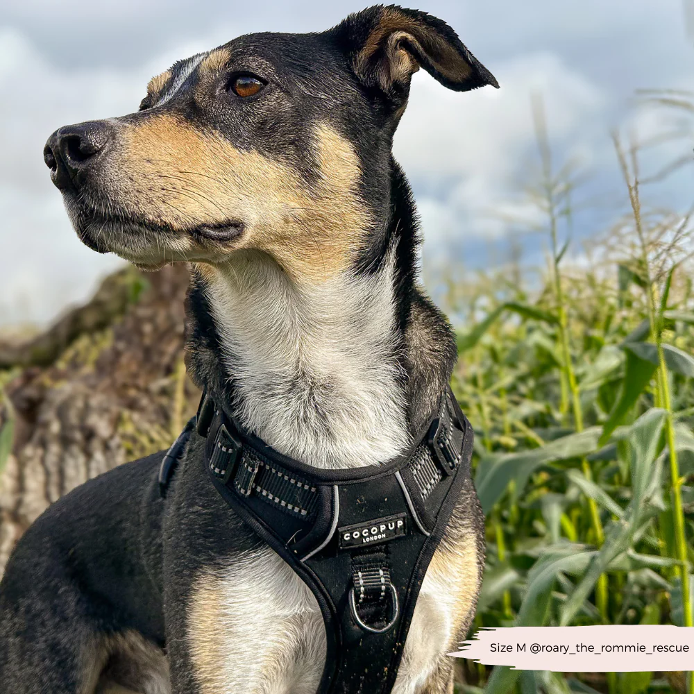 Explore Harness - NAKD Liquorice - Image 9