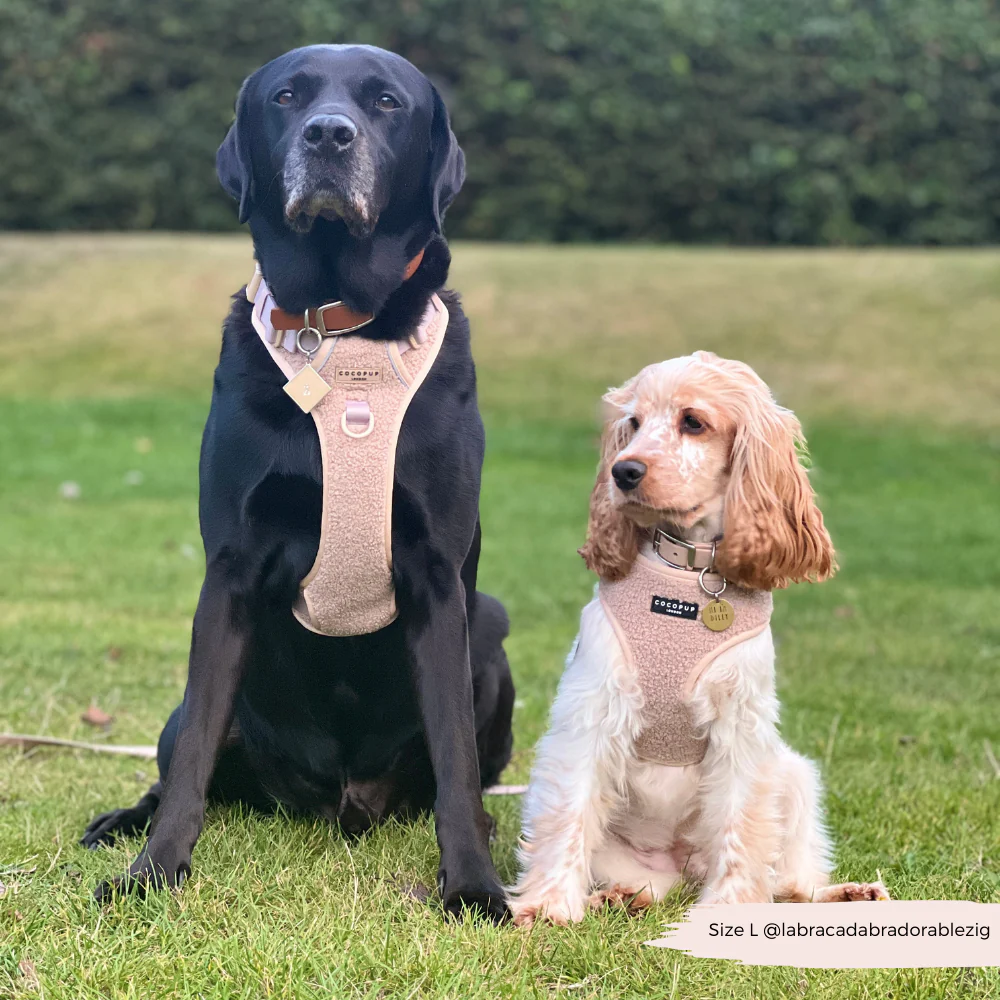 Explore Harness - Teddy Rupert - Image 10