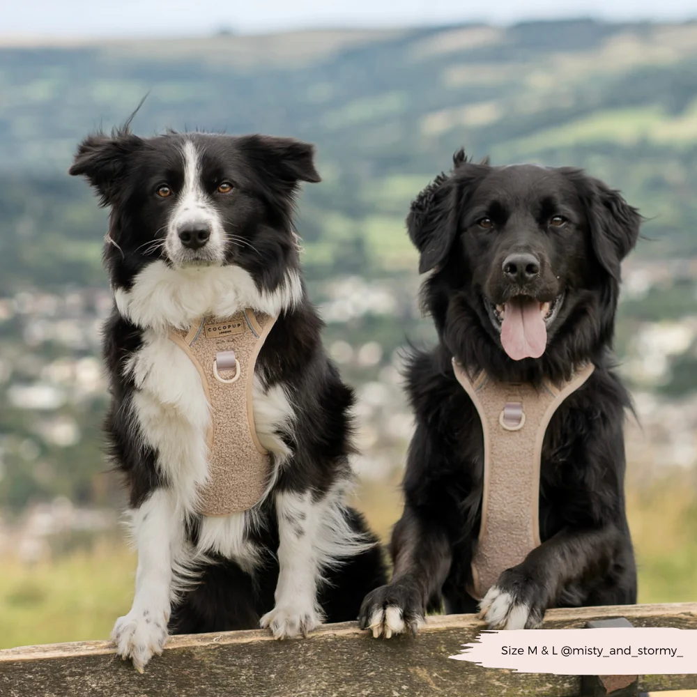 Explore Harness - Teddy Rupert - Image 13