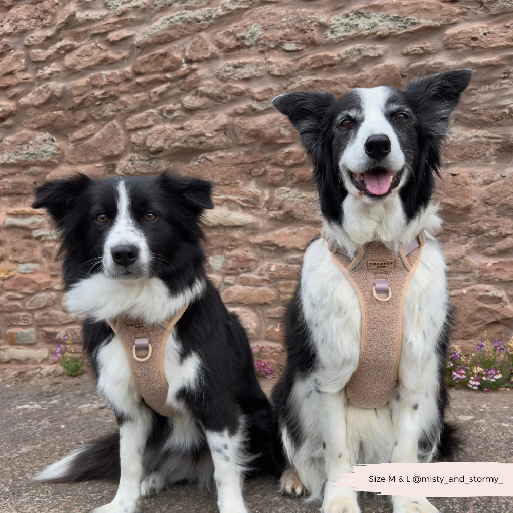 Explore Harness - Teddy Rupert - Image 14