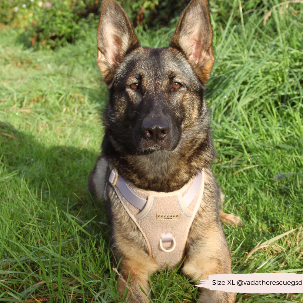 Explore Harness - Teddy Rupert - Image 19