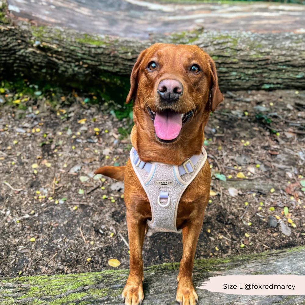 Explore Harness - Teddy Rupert - Image 23
