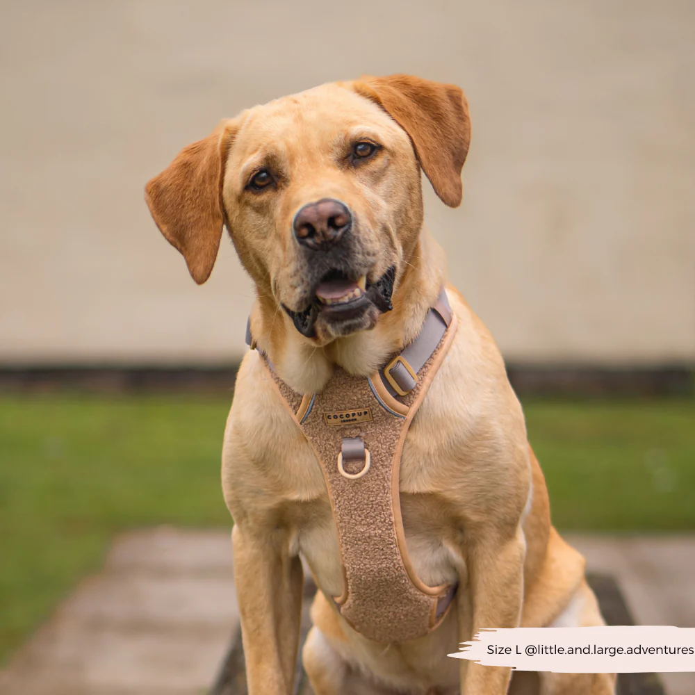 Explore Harness - Teddy Rupert - Image 7