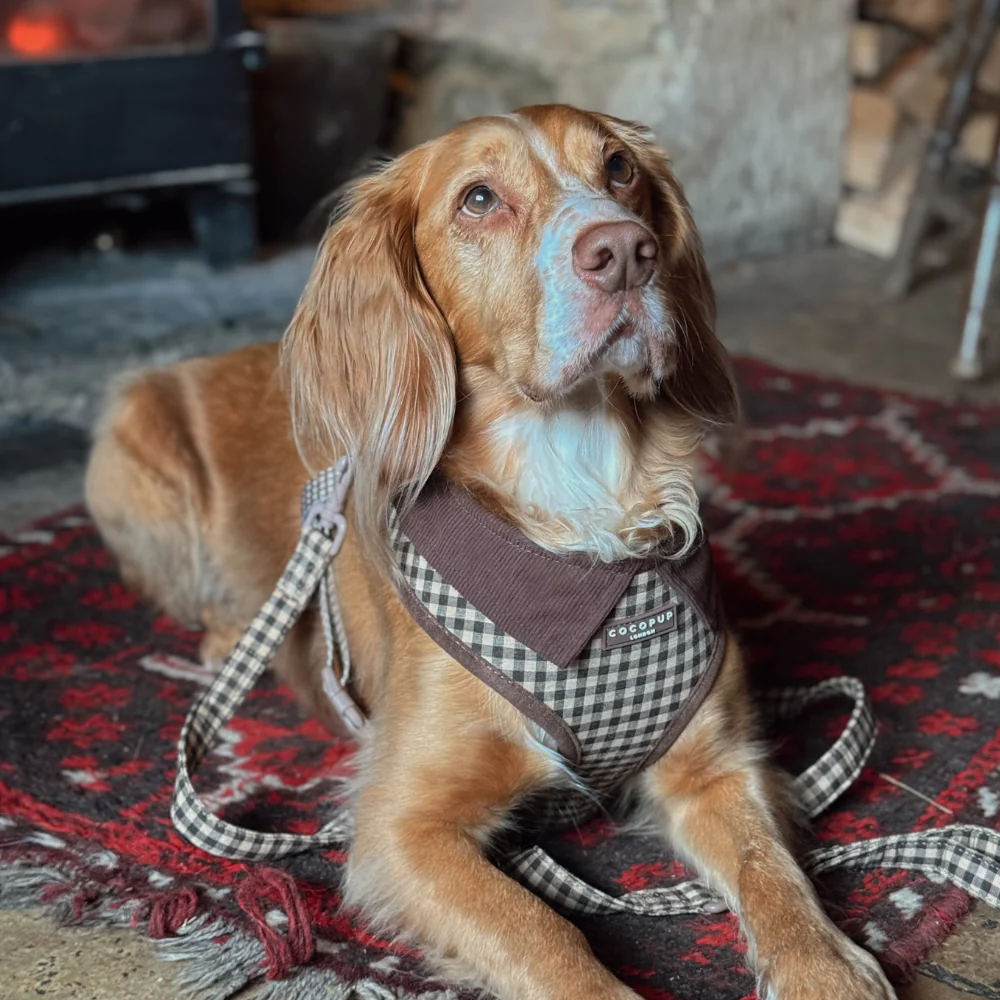 Cotswold Check Lead - Image 5