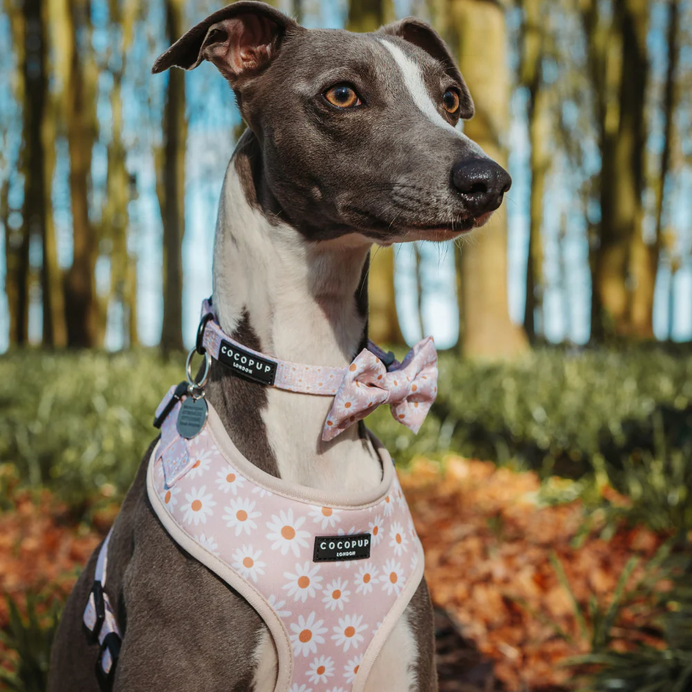 Daisy Chain Collar - Image 4