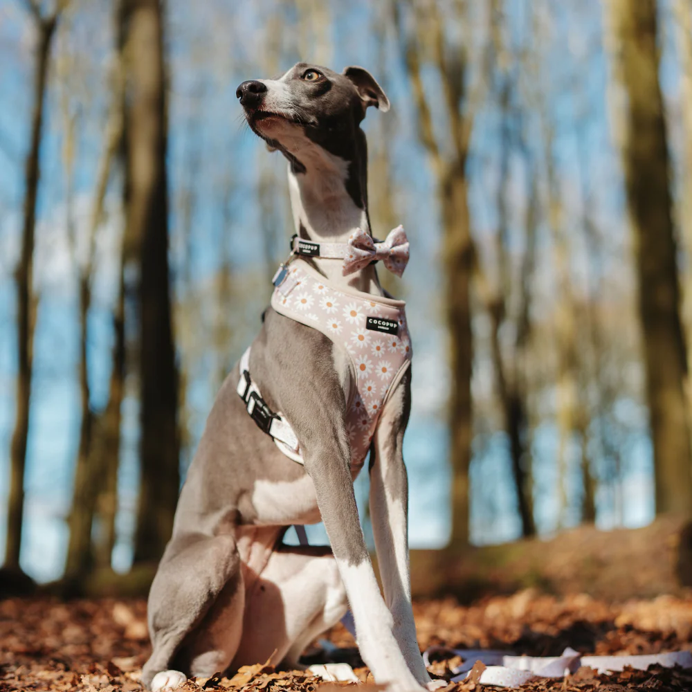 Daisy Chain Collar - Image 6