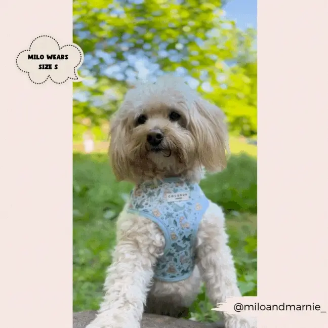 Dinopaws Adjustable Neck HARNESS - Image 21
