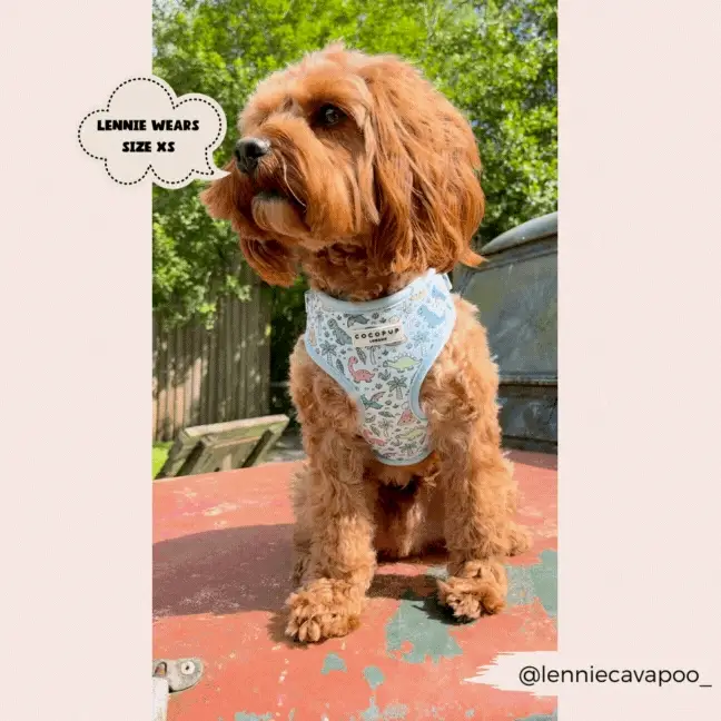 Dinopaws Adjustable Neck HARNESS - Image 22
