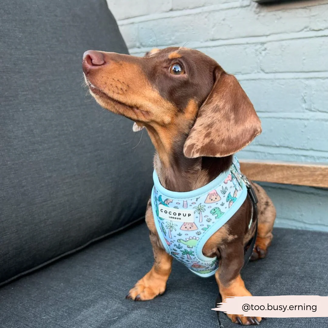 Dinopaws Adjustable Neck HARNESS - Image 32