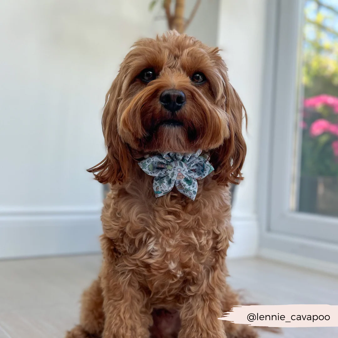 Dinopaws Collar Flower - Image 4