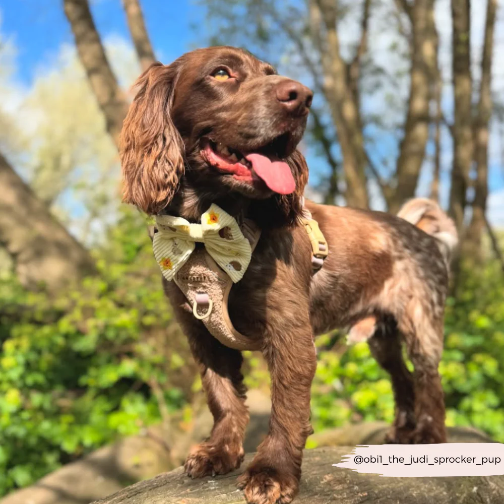 Explore Harness - Teddy Rupert - Image 27