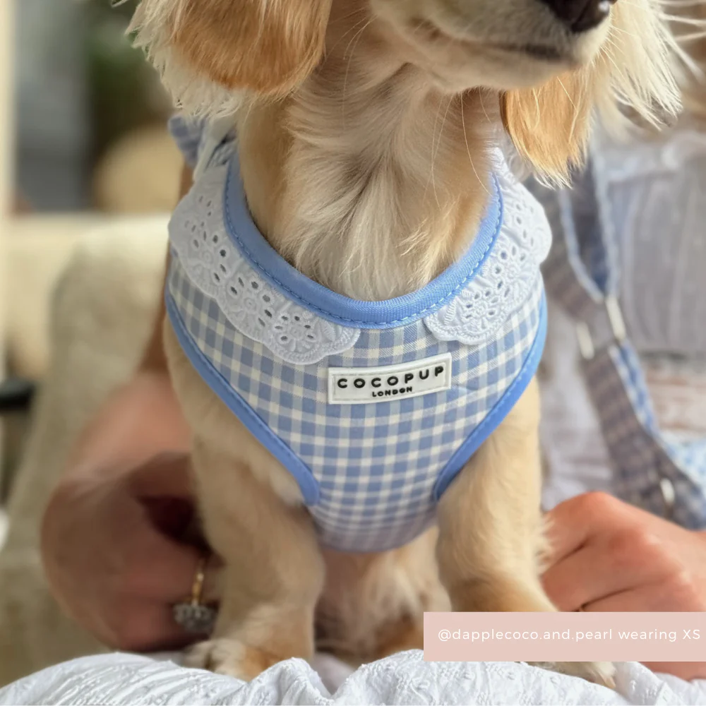 English Blue Adjustable Neck HARNESS - Image 4