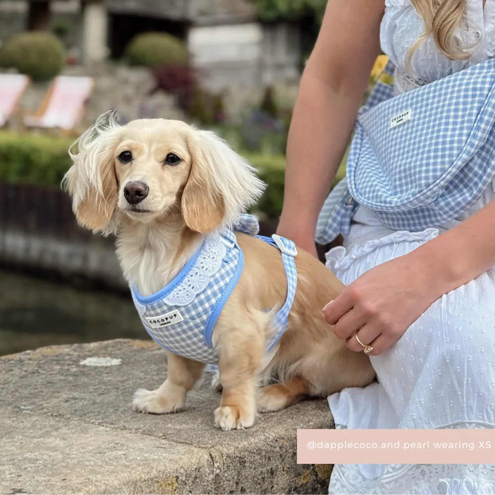 English Blue Adjustable Neck Harness, Lead & Collar Bundle - Image 9