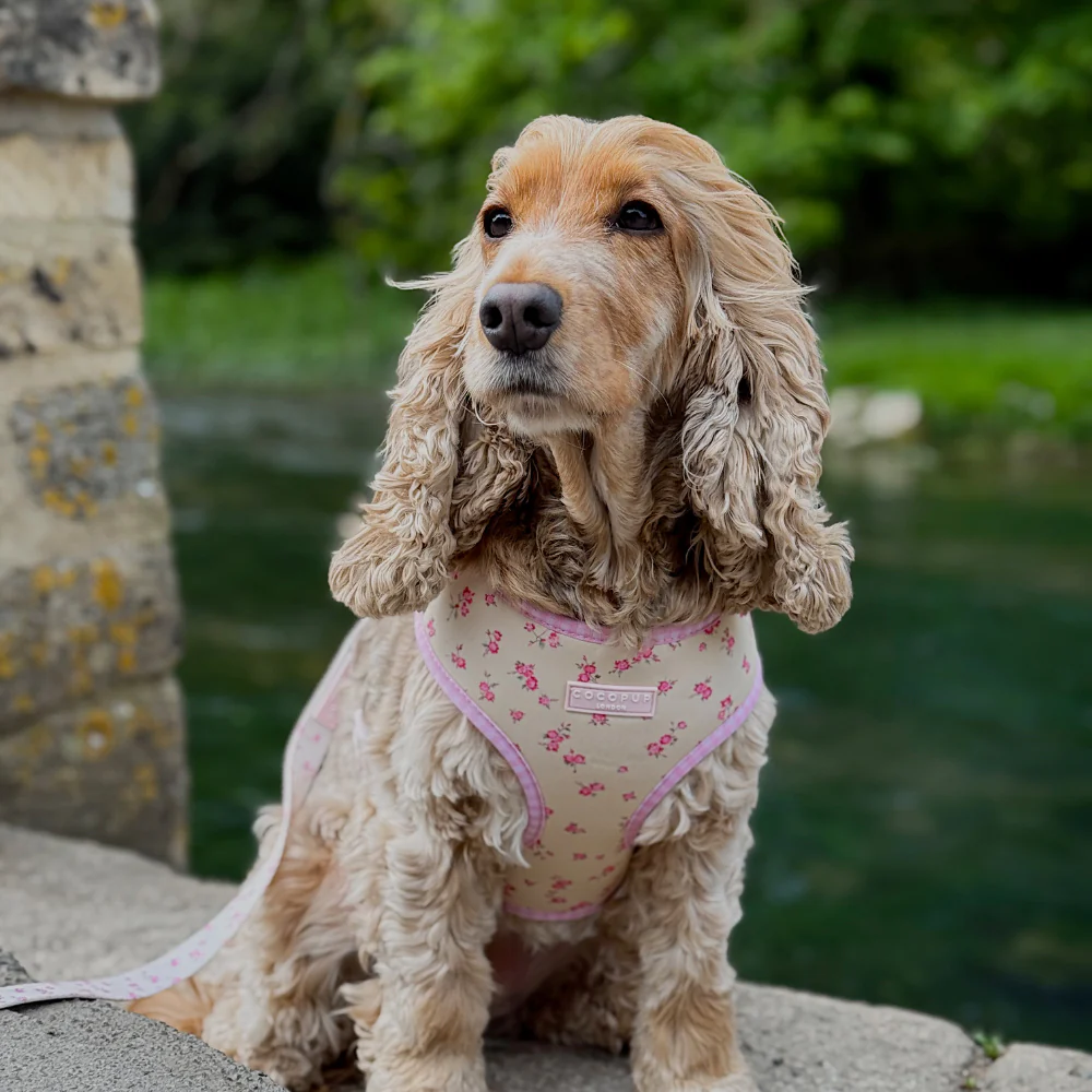 English Rose Adjustable Neck HARNESS - Image 7