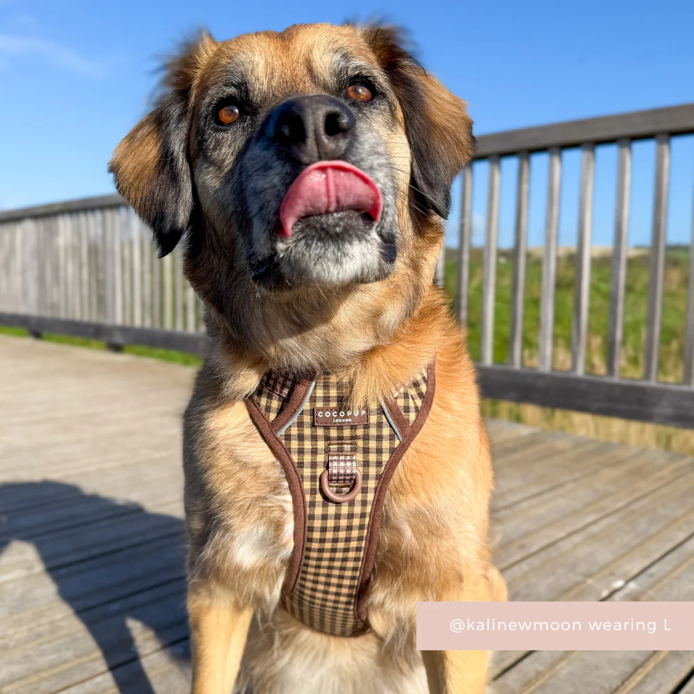 Explore Harness - Cotswold Check - Image 6