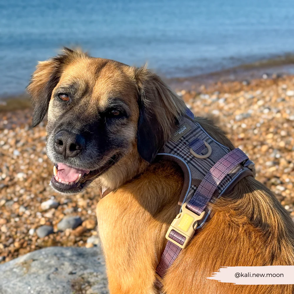 Explore Harness - Pup Plaid - Image 13