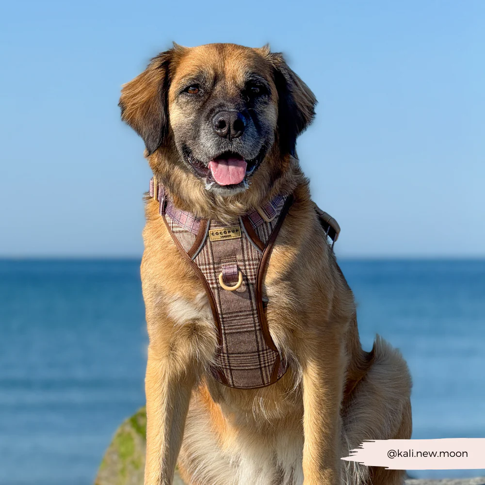 Explore Harness - Pup Plaid - Image 14