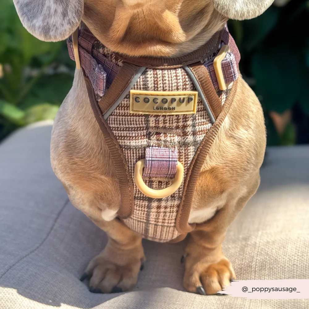 Explore Harness - Pup Plaid - Image 16