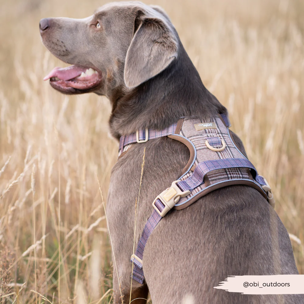Explore Harness - Pup Plaid - Image 19