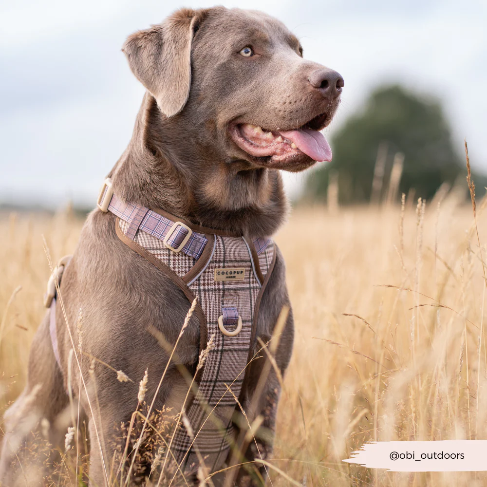 Explore Harness - Pup Plaid - Image 21