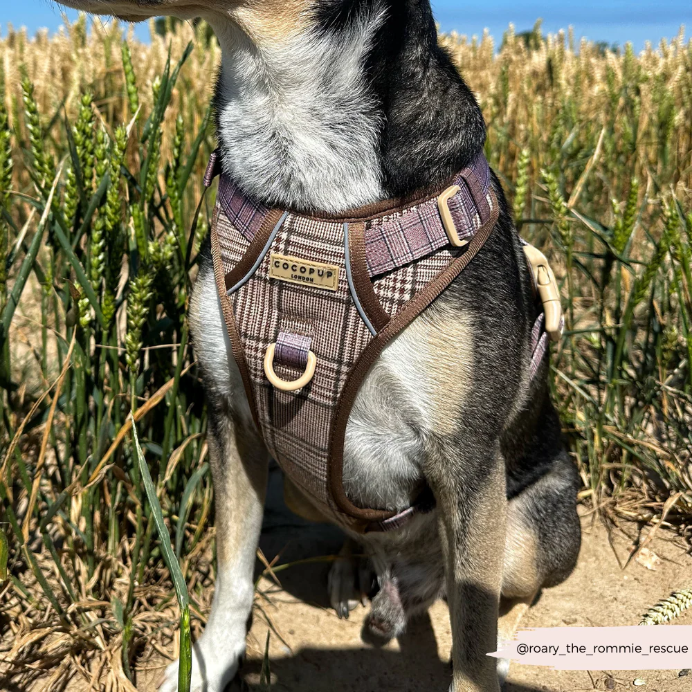 Explore Harness - Pup Plaid - Image 23