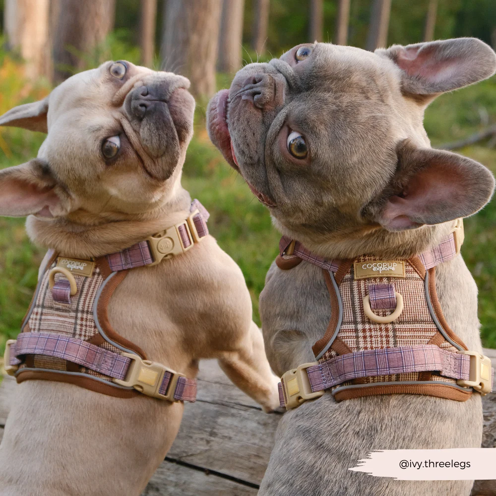 Explore Harness - Pup Plaid - Image 26