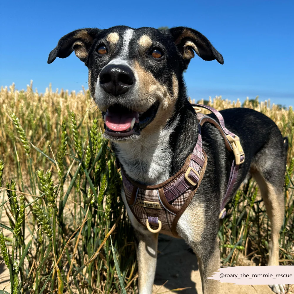 Explore Harness - Pup Plaid - Image 27