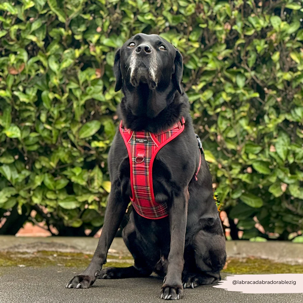 Explore Harness - Tartan - Image 10