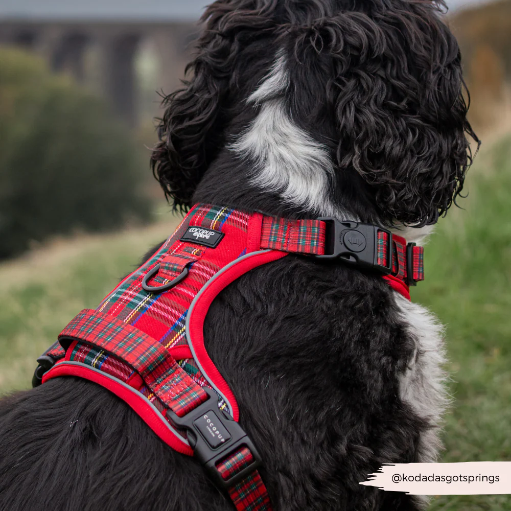 Explore Harness - Tartan - Image 5