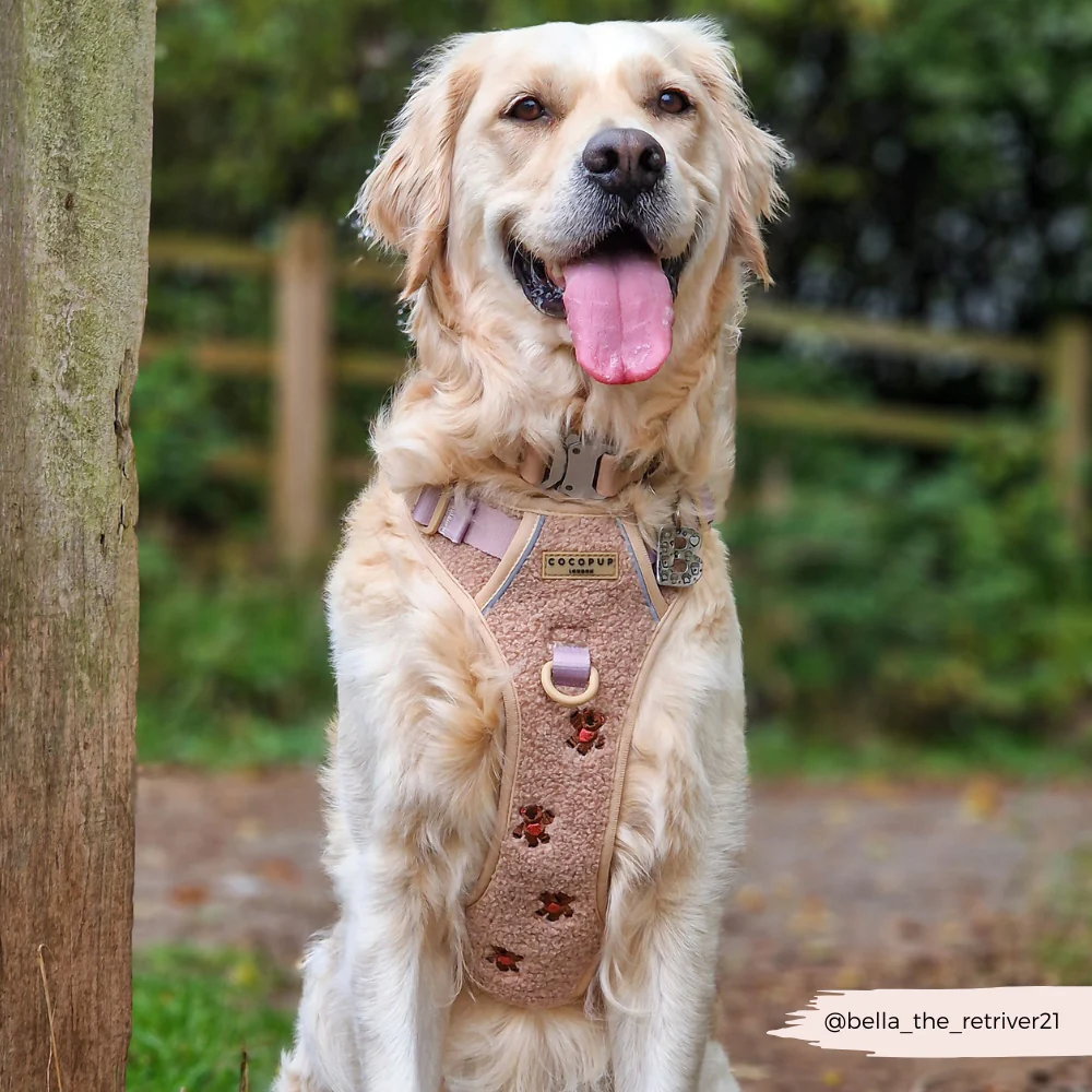 Explore Harness - Theo Embroidered Teddy - Image 14