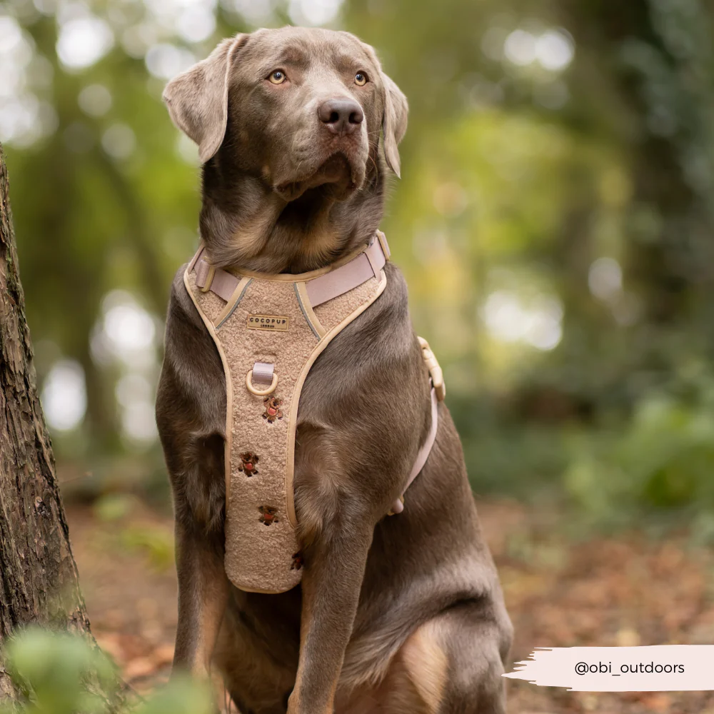 Explore Harness - Theo Embroidered Teddy - Image 15