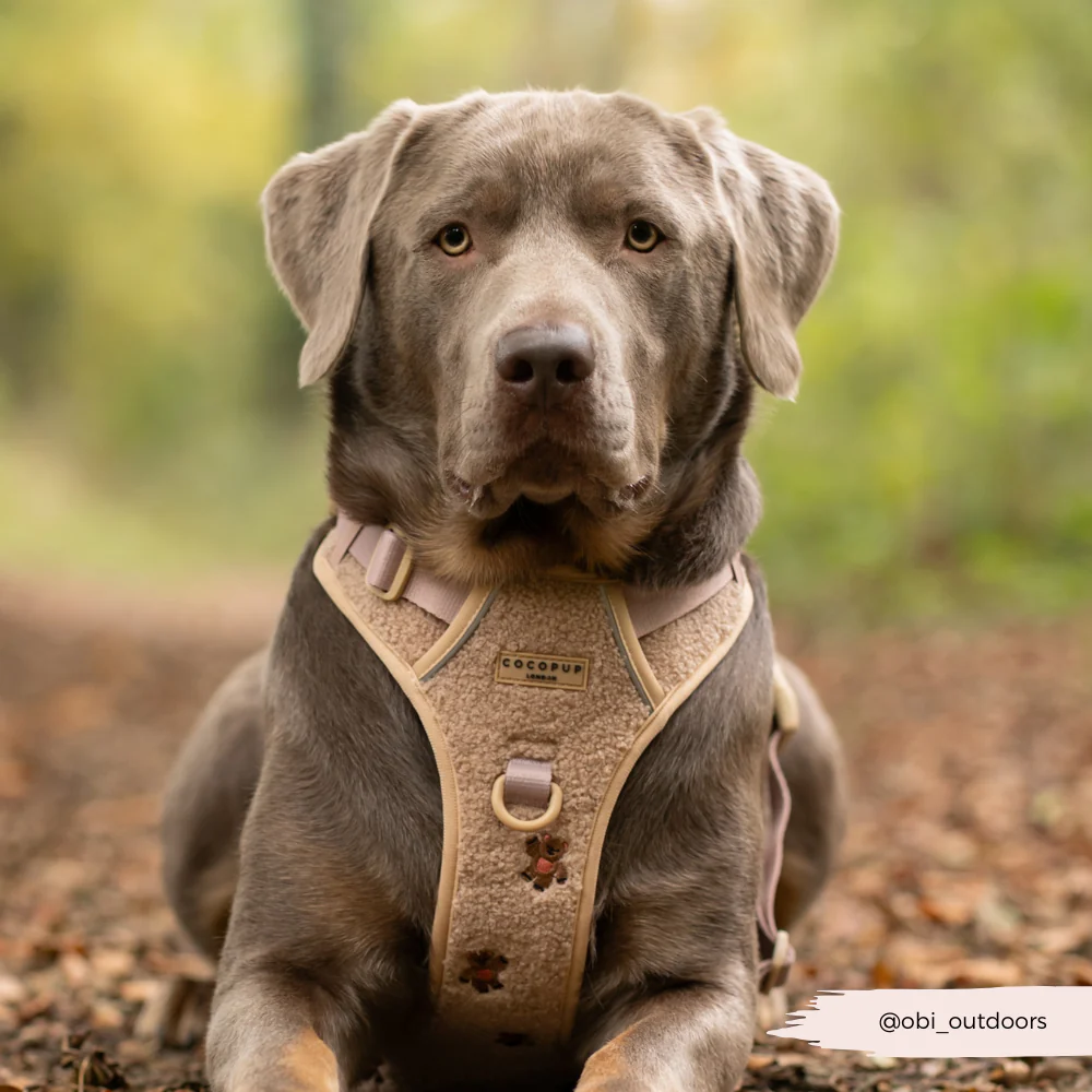 Explore Harness - Theo Embroidered Teddy - Image 6