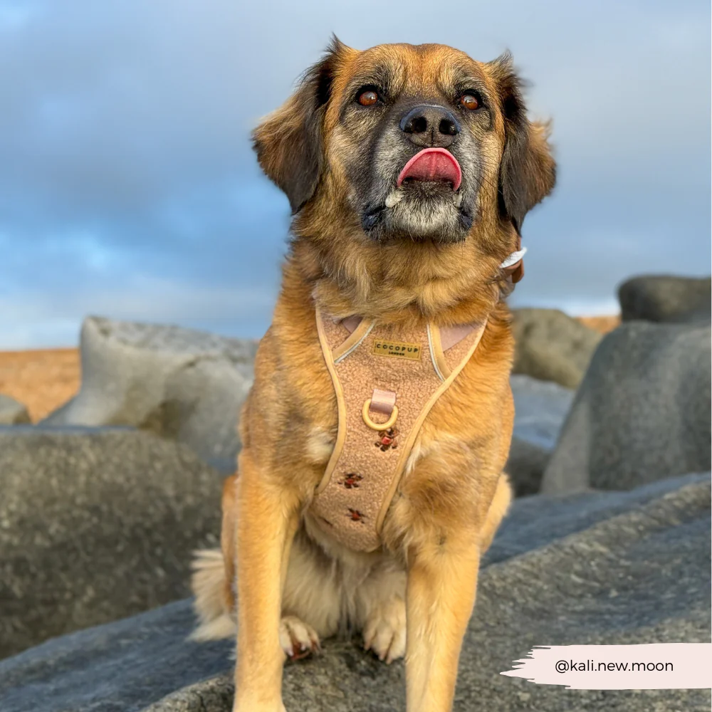 Explore Harness - Theo Embroidered Teddy - Image 8