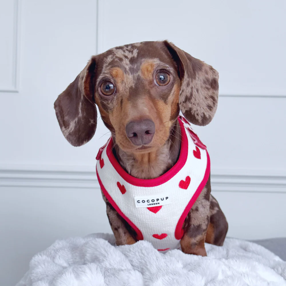 Hugs & Knitted Adjustable Neck Harness, Lead & Collar Bundle - Image 29