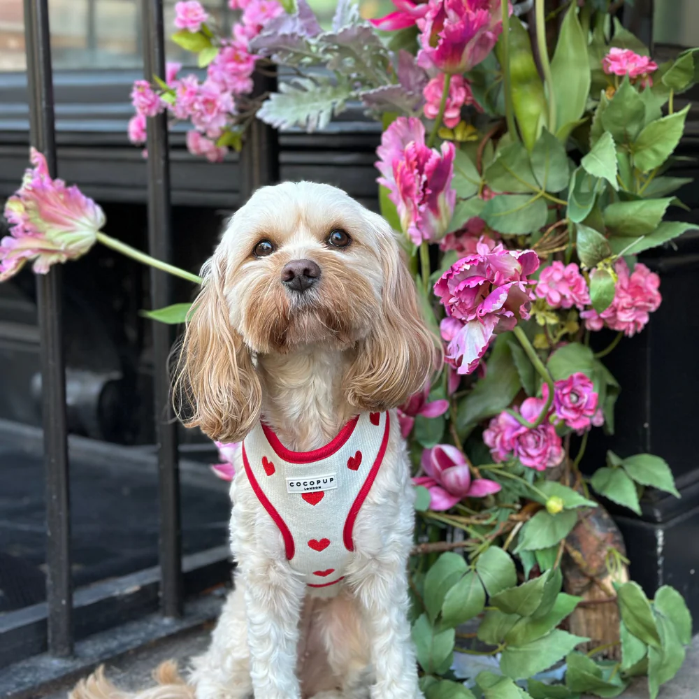 Hugs & Knitted Adjustable Neck Harness, Lead & Collar Bundle - Image 40