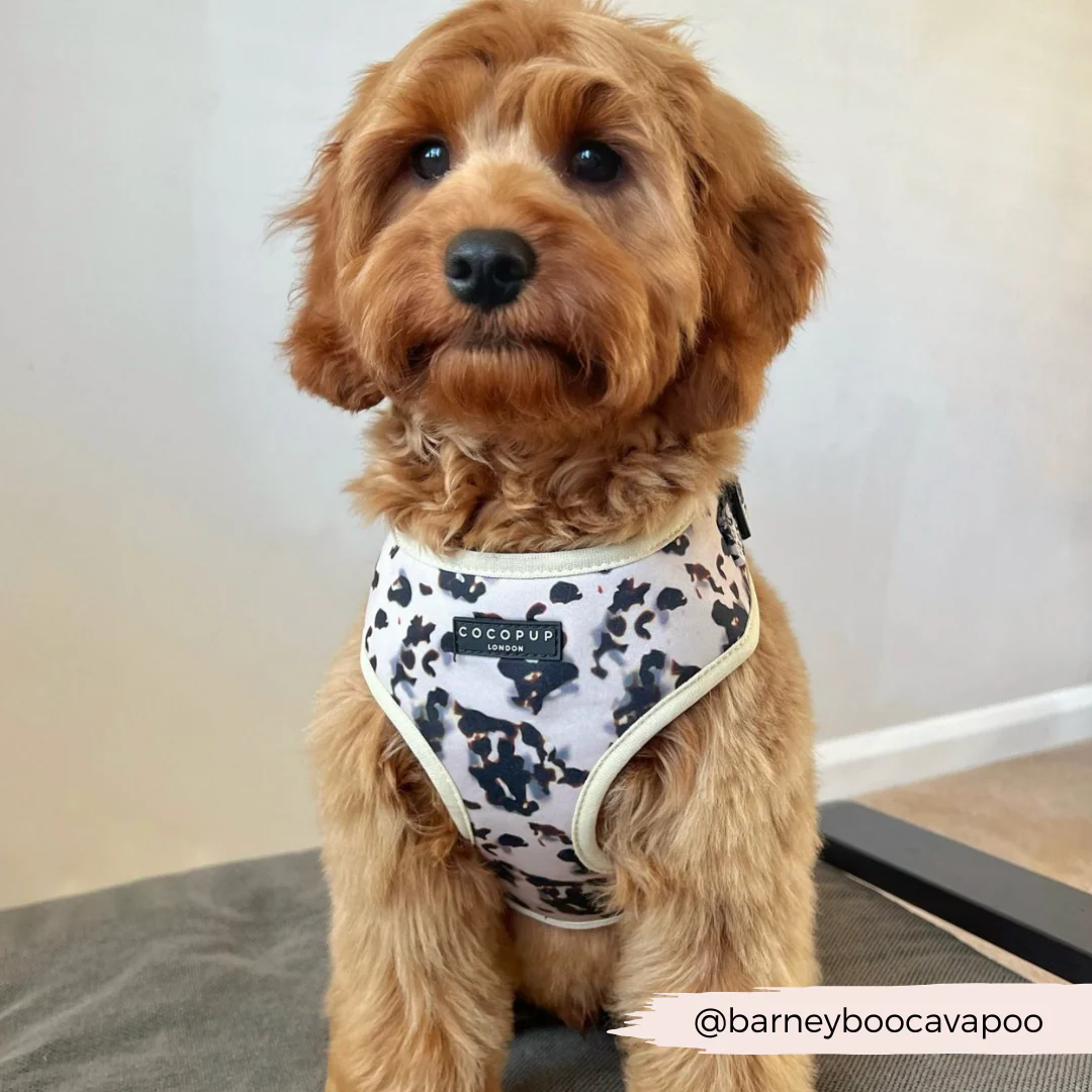Ivory Tort Adjustable Neck Harness, Lead & Collar Bundle - Image 14