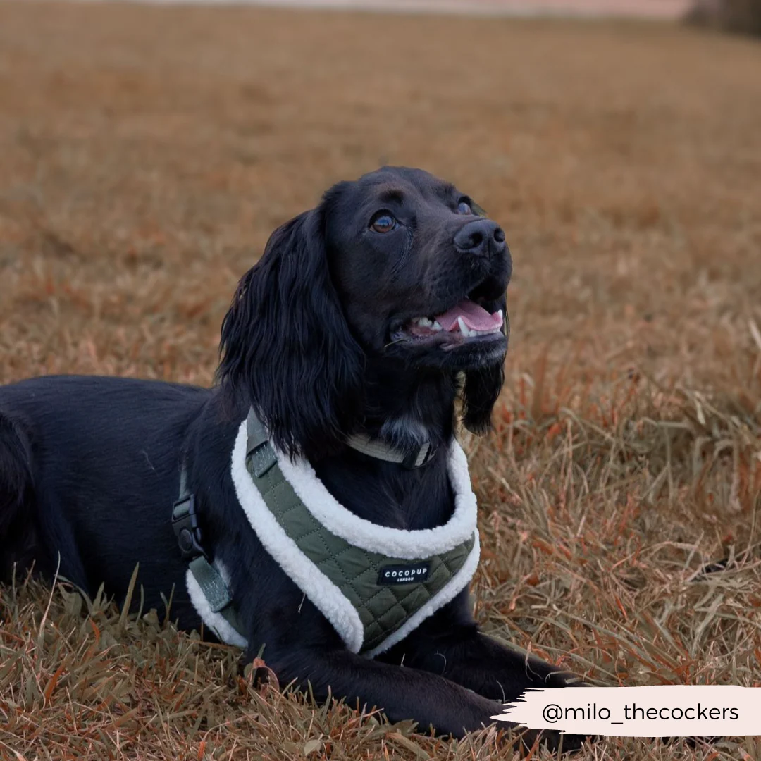 Khaki Quilted Adjustable Neck HARNESS - Image 17