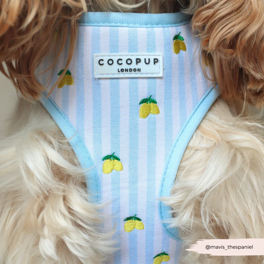 Living La Vida Lemon Adjustable Neck Harness, Lead & Collar Bundle - Image 30