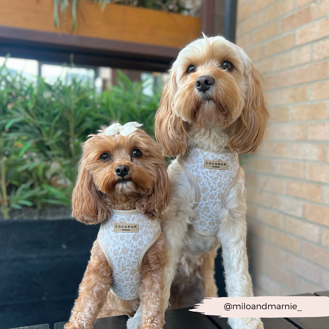 Luxe Adjustable Neck HARNESS - Garden Meadow - Image 21