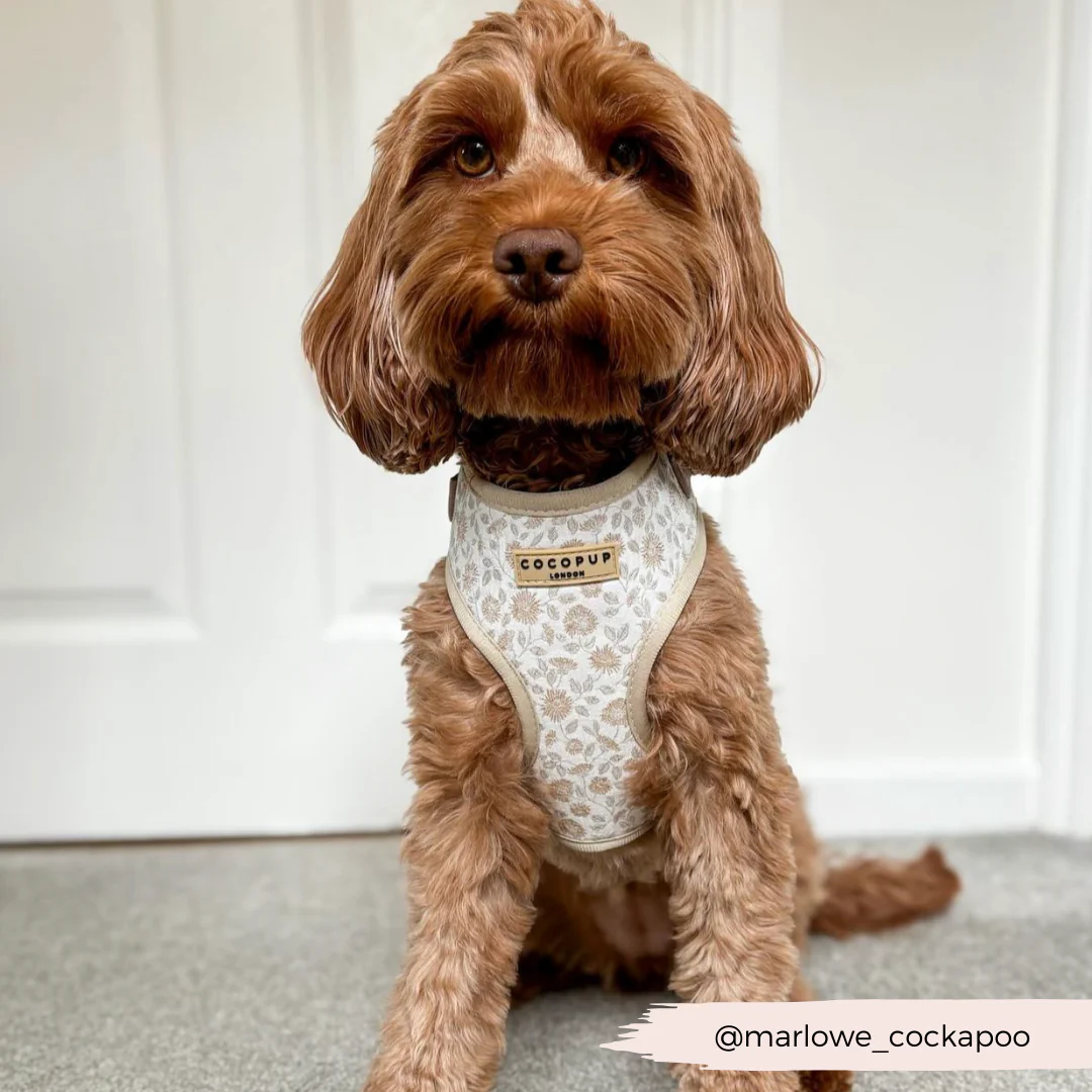 Luxe Adjustable Neck HARNESS - Garden Meadow - Image 31