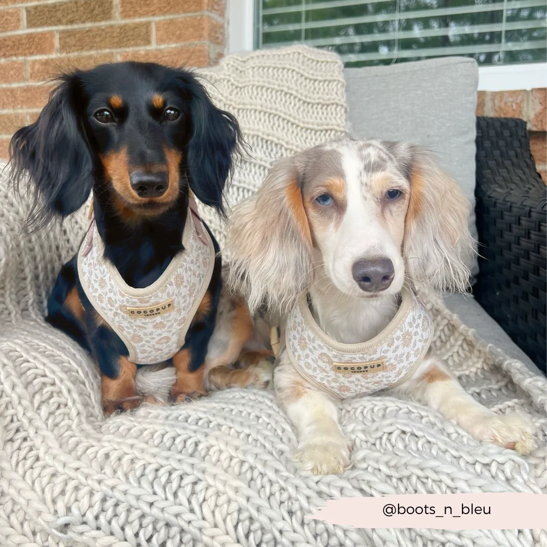 Luxe Adjustable Neck HARNESS - Garden Meadow - Image 39