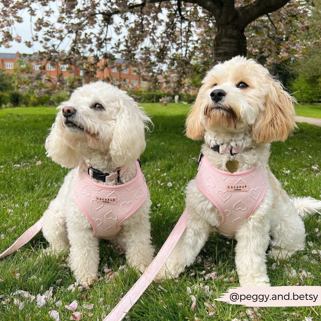 Luxe Baby Pink Heart Adjustable Neck Harness, Lead & Collar Bundle - Image 31