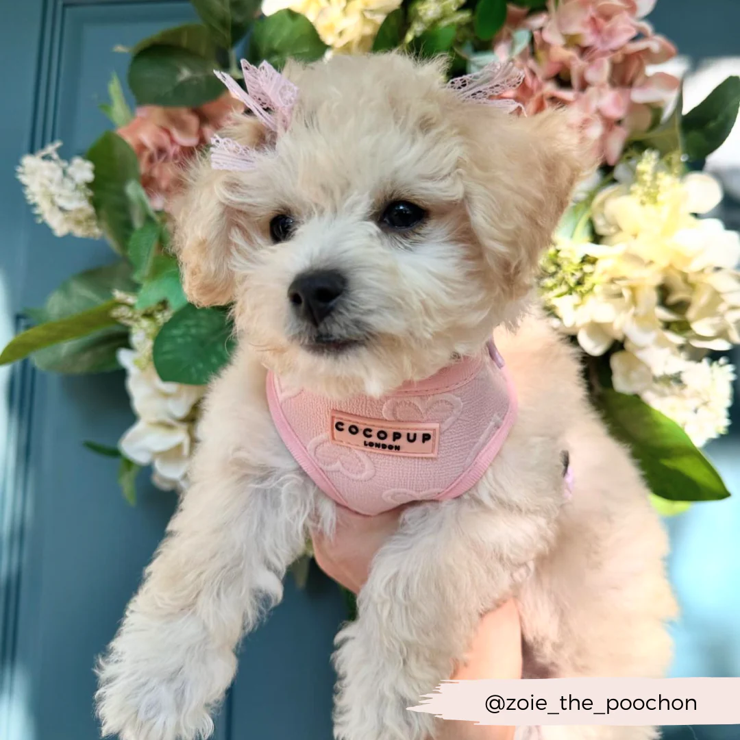 Luxe Baby Pink Heart Adjustable Neck Harness, Lead & Collar Bundle - Image 34