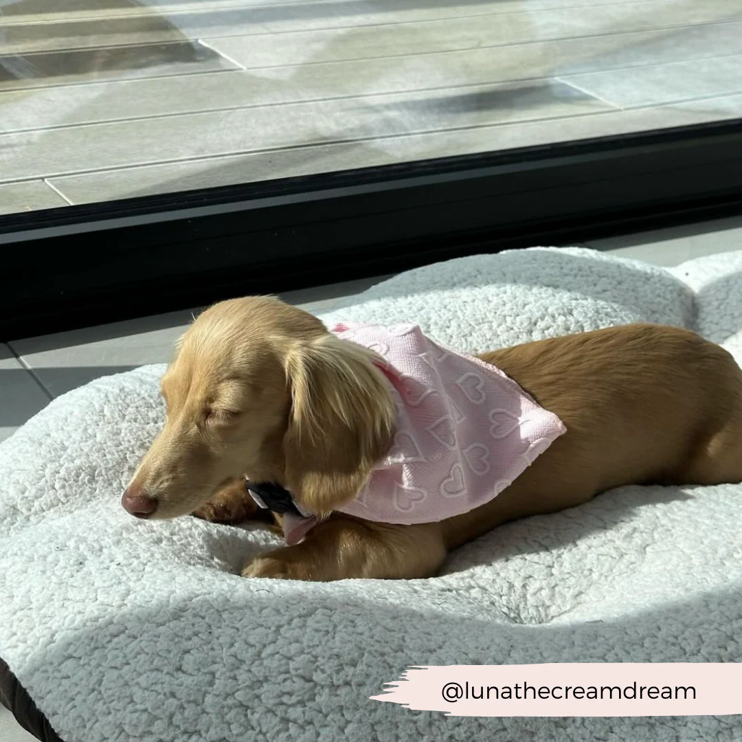 Baby Pink Heart Bandana - Image 7
