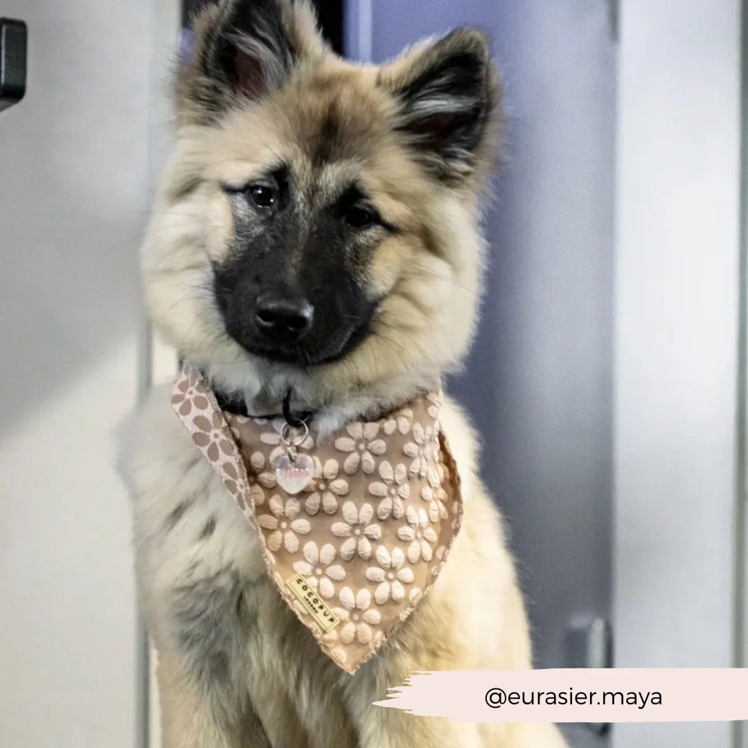 Mocha Flower Bandana - Image 5
