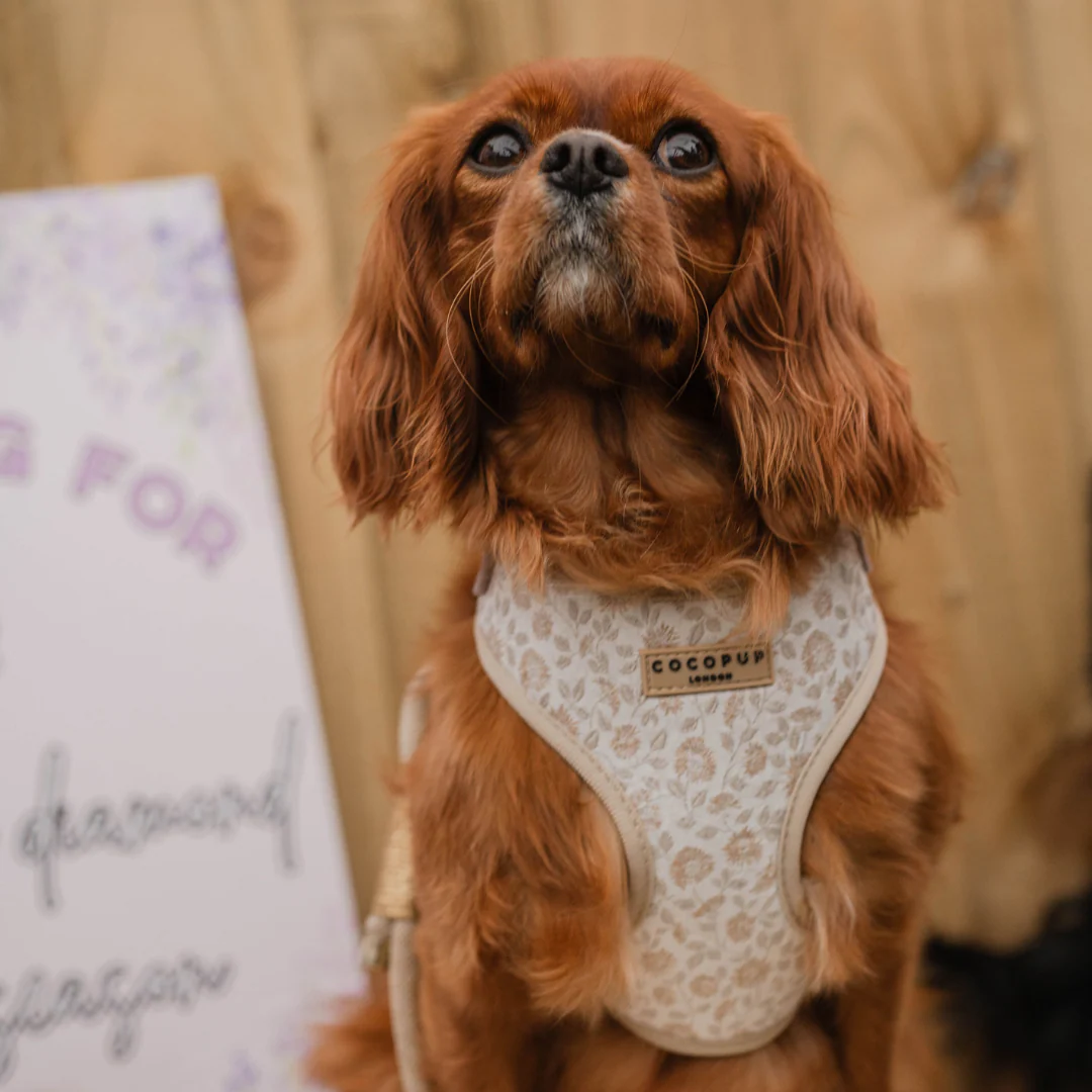 Luxe Garden Meadow Adjustable Neck Harness, Lead & Collar Bundle - Image 22