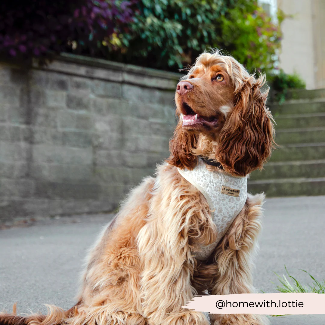 Luxe Garden Meadow Adjustable Neck Harness, Lead & Collar Bundle - Image 32